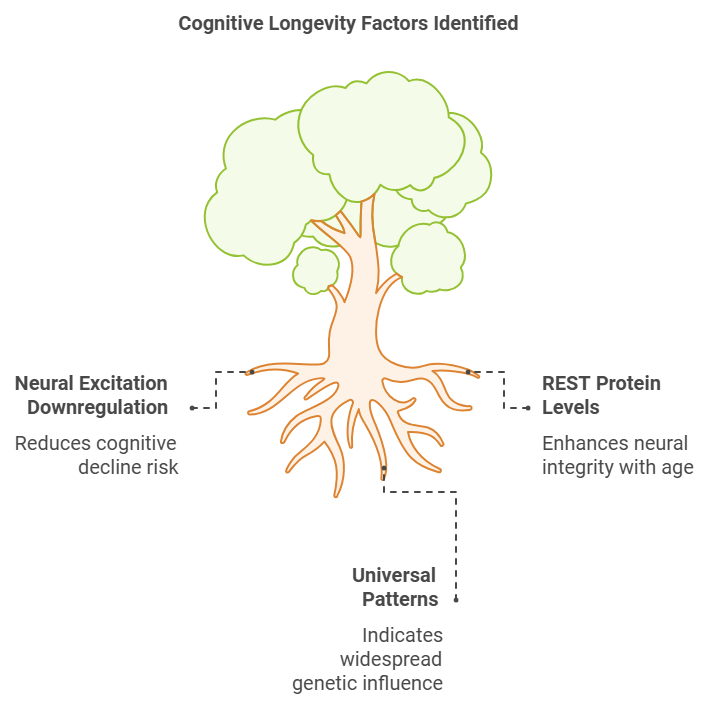 Human Brain Analysis