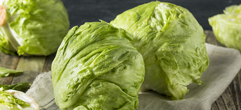 Iceberg lettuce MKexpressnet