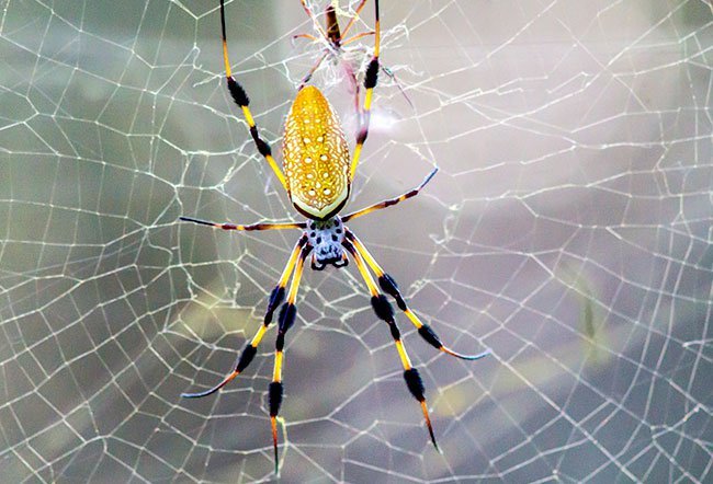 Banana Spiders Do They Bite 3 Symptoms