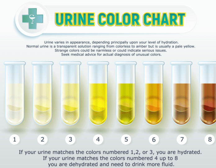 Introduction to Urine Color as a Health Indicator - MKExpress.net