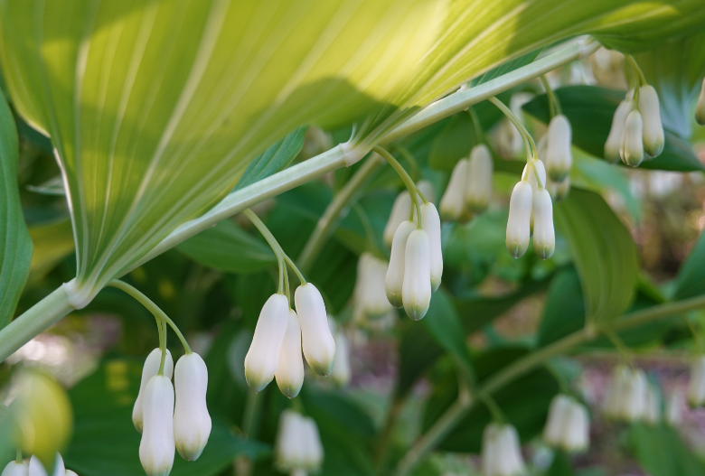 Solomon's Seal Tea Benefits